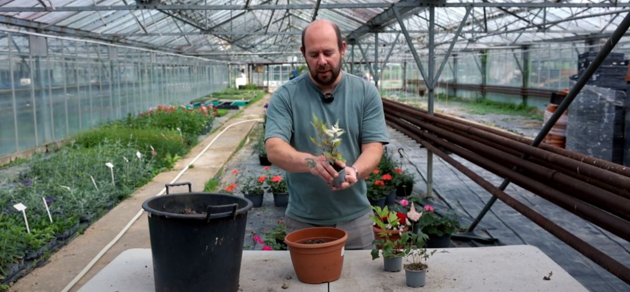 Showing how to plant an astilbe plant