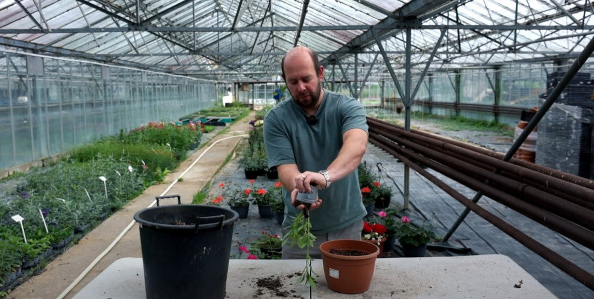 Potting Up Alstroemeria: My Tips for a Colourful Summer Container
