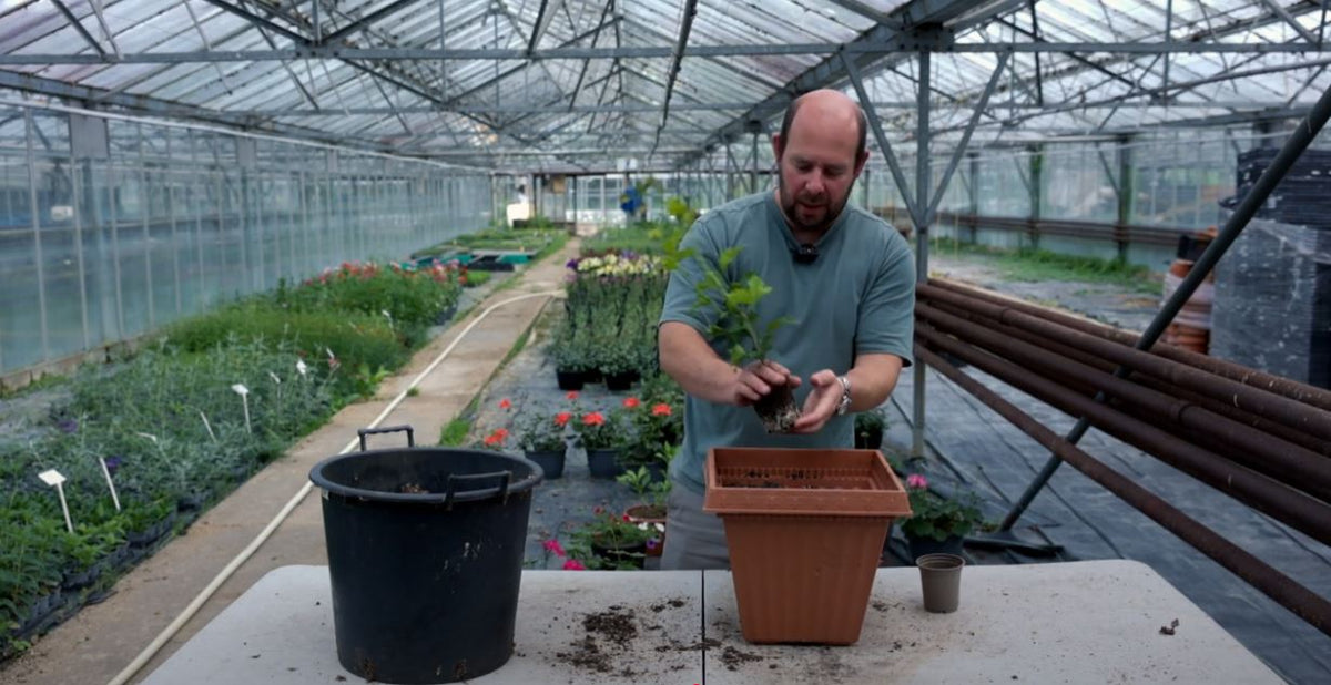 Planting a Hibiscus container