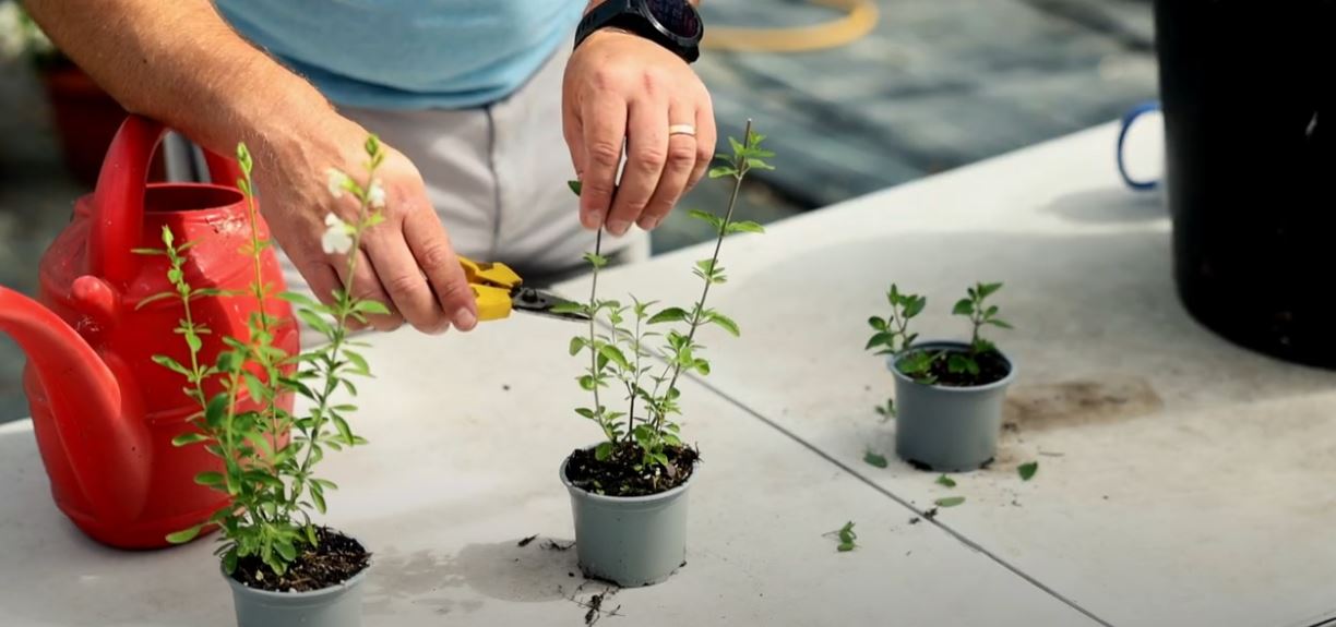 Snipping a Salvia cutting