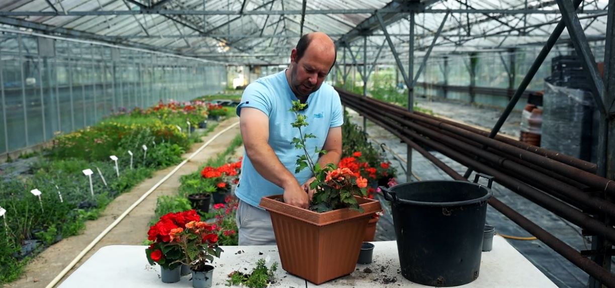 Alan planting around a Hibiscus plant
