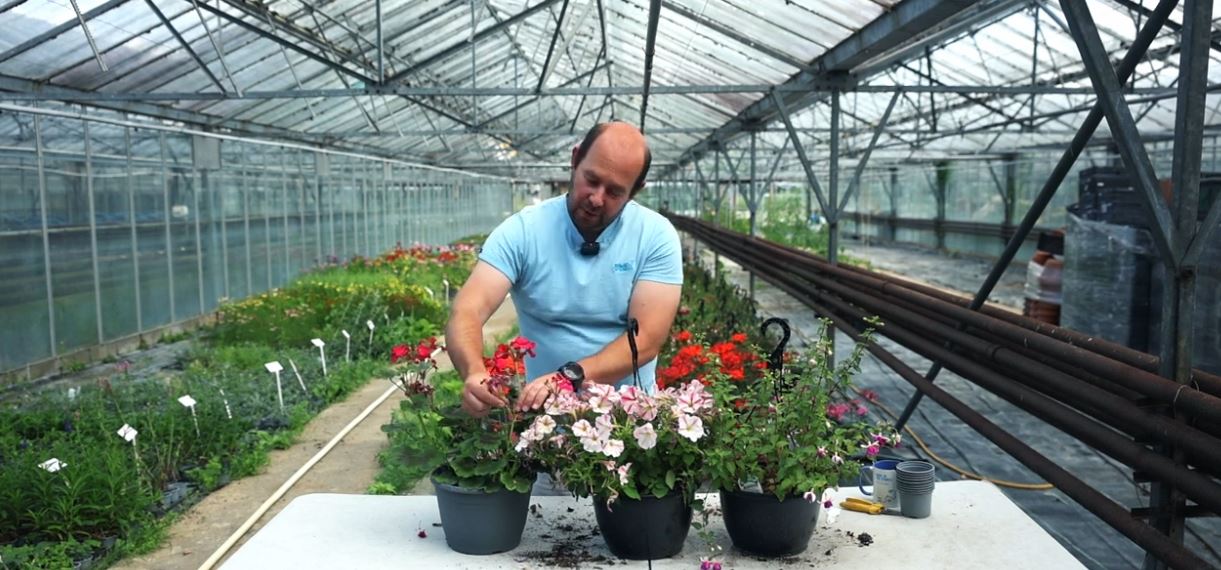 Showing how to dead head a plant