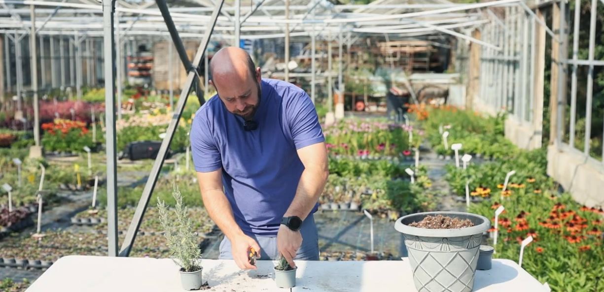 Alan Loge cutting back Lavender plants