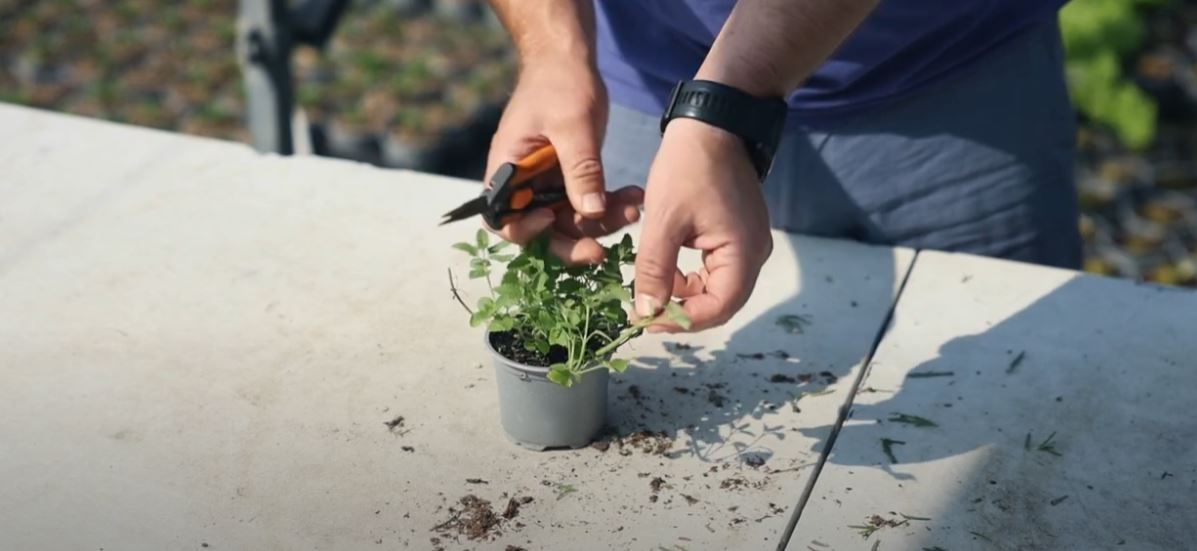 how to take a Nepeta plant cutting