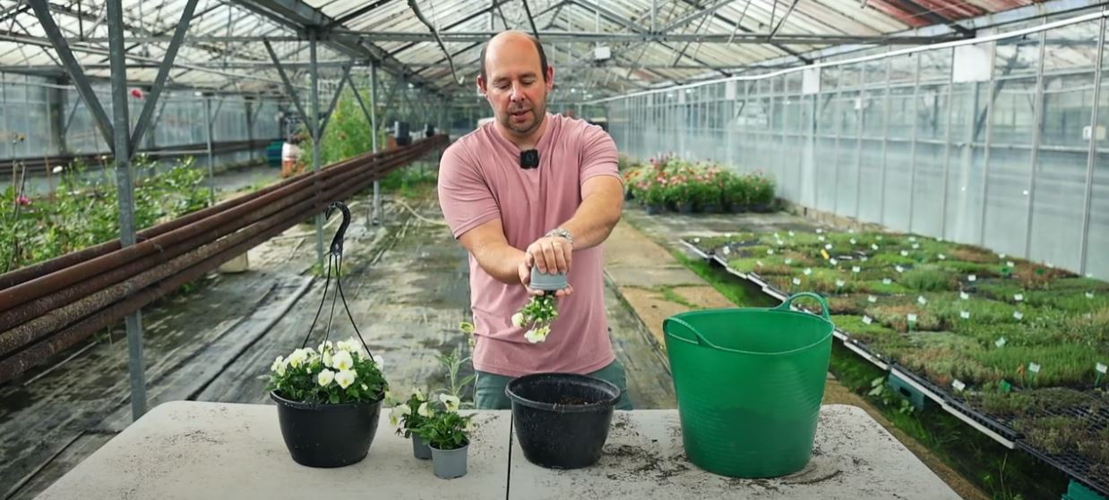 Planting a trailing pansy basket