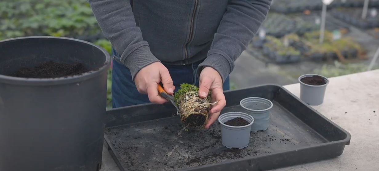 Taking a root cutting from a mint herb plant