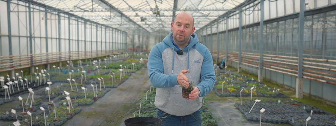 Achillea Propagation: Get FREE Plants the Easy Way! (A UK Guide)
