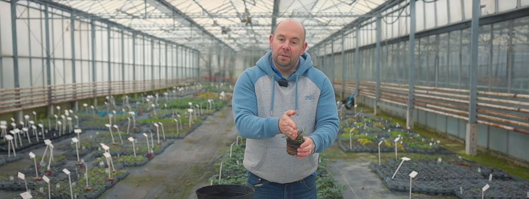 Alan showing you how to divide Achillea perennial plants