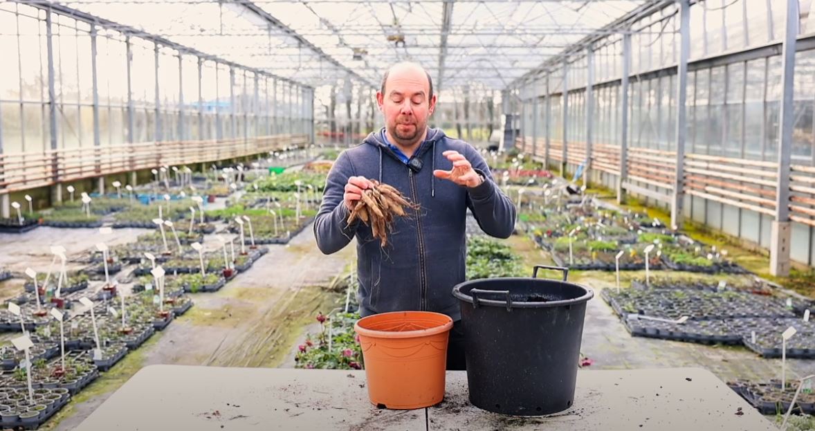 Alan Lodge planting Dahlia tubers