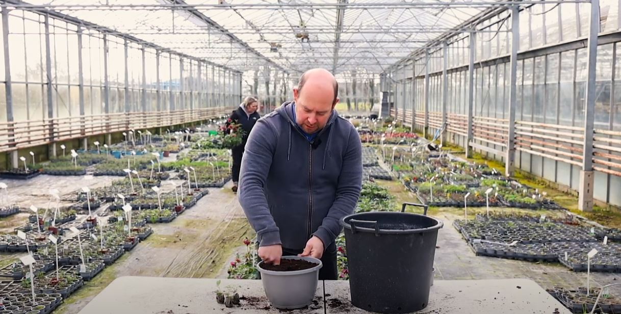 Alan planting a hanging basket with Trailing Fuchsia plants
