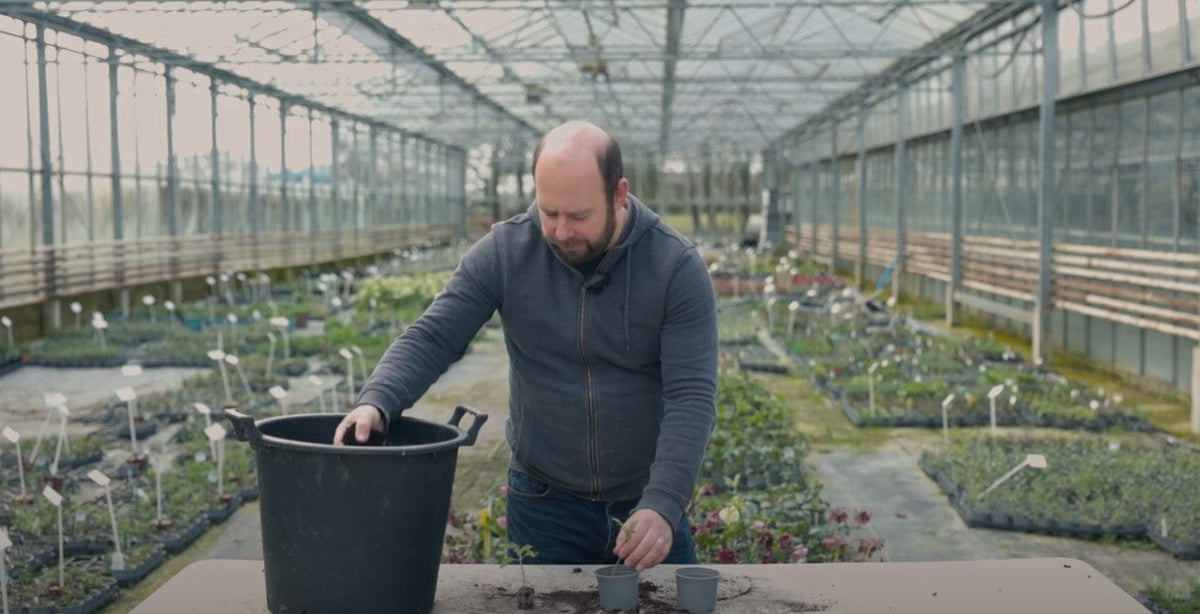 potting a tomato plug plant up