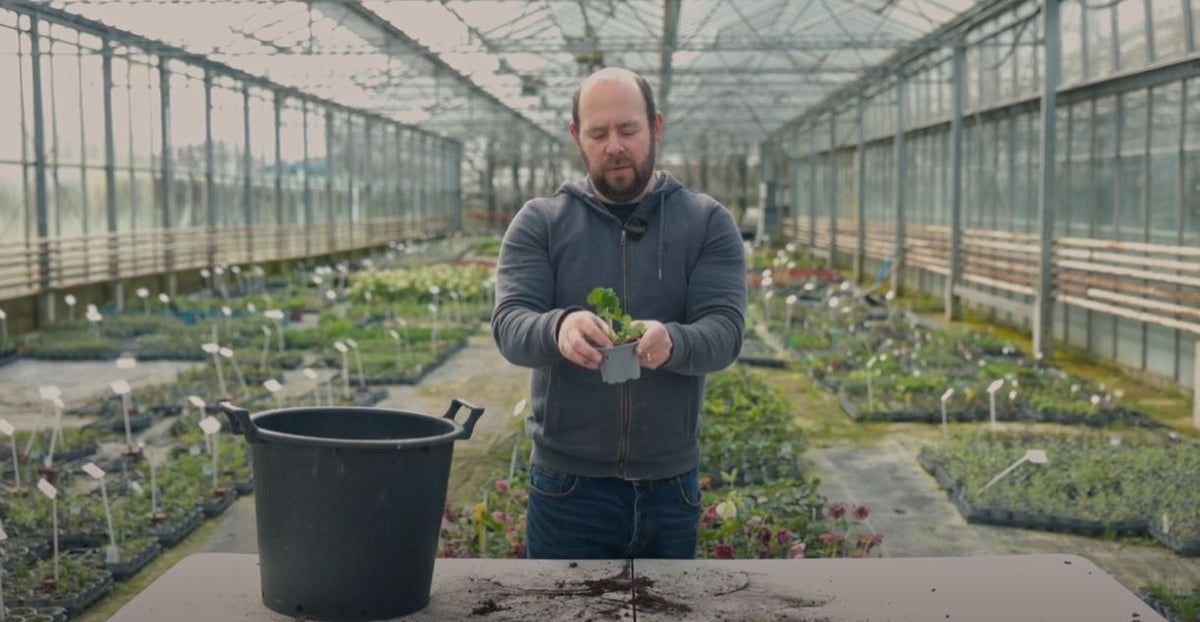 Potting up a Geranium plug plant