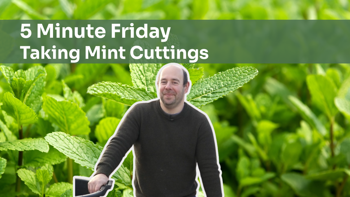 5 Minute Friday - Taking Mint Cuttings
