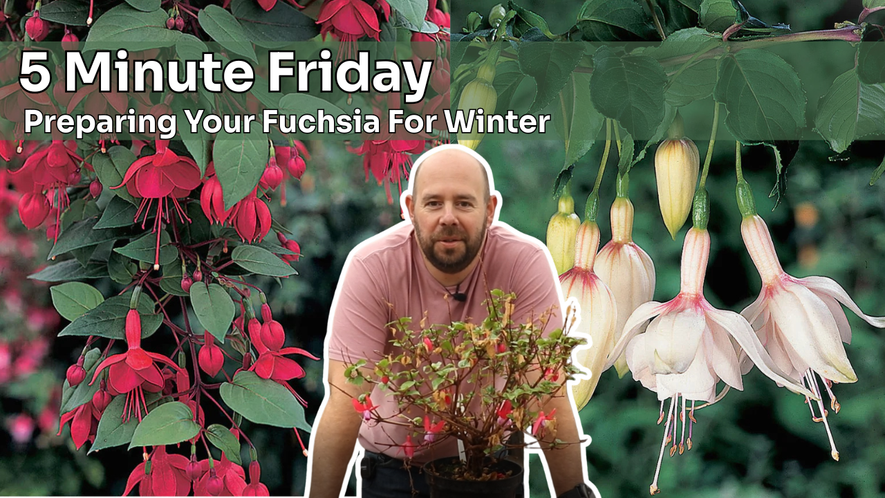 5 Minute Friday - Preparing Your Fuchsias For Winter