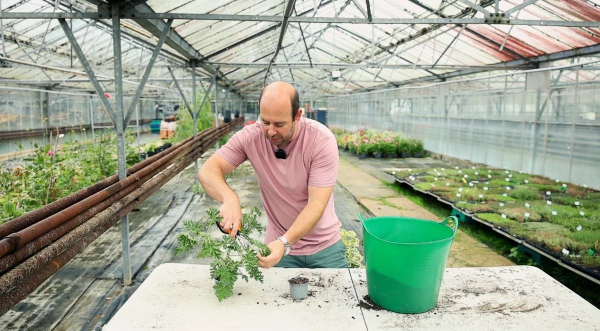5 Minute Friday Blog: Taking Scented Geranium Cuttings