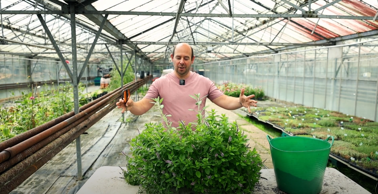 5 Minute Friday Blog: Cutting Back a Herb Container (Mint, Thyme & Sage)