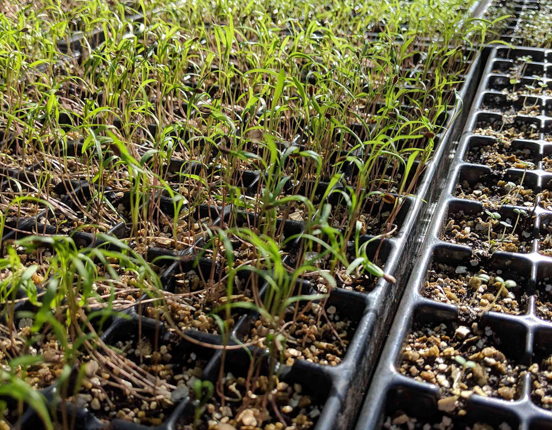 Growing Herbs From Seed