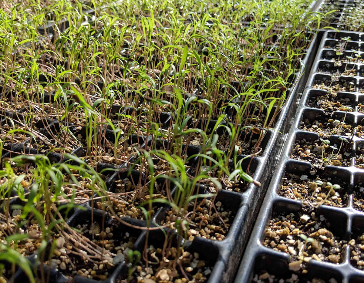Growing Herbs From Seed
