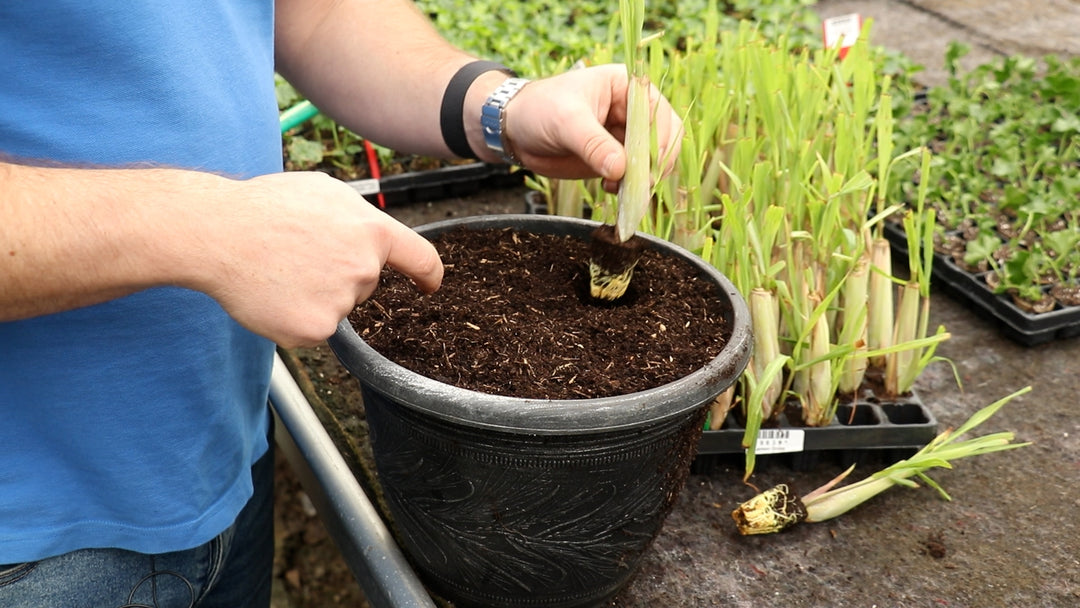 EP202 - How to plant lemon grass