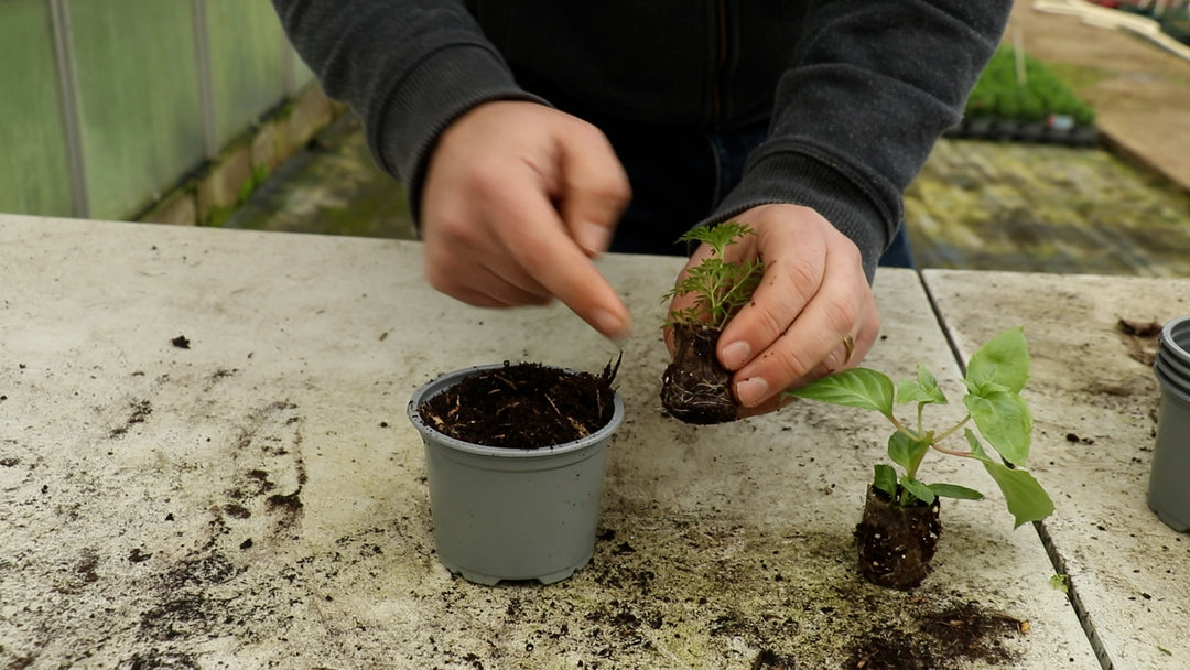 EP205 - How to pot up starter plants