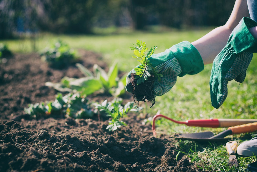 Top gardening mistakes beginners make