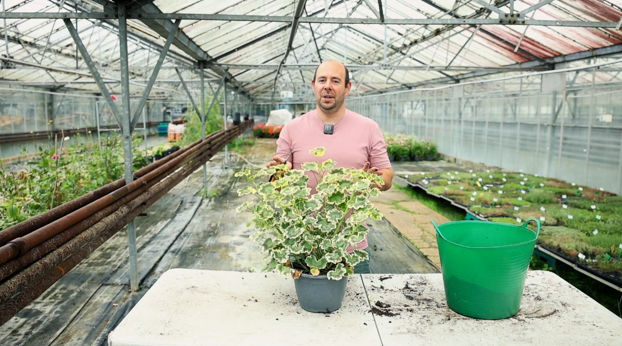 5 Minute Friday Blog: Preparing a Geranium (Pelargonium) for Winter