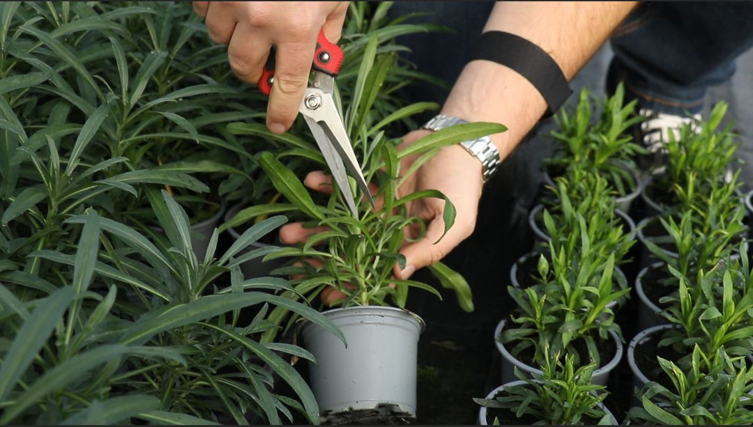 EP191 - How to cut back Erysimum plants for the winter