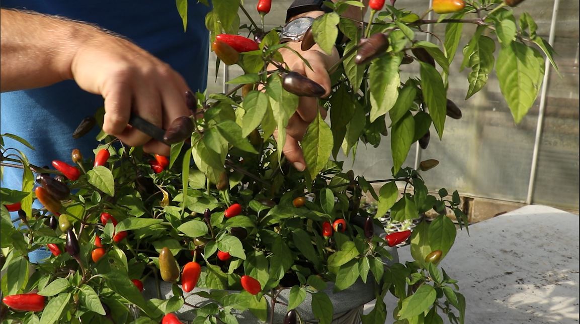 EP184 - How to prepare your chilli plants for winter