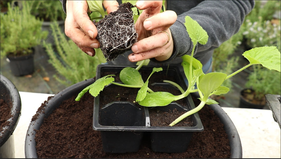 How to pot up Courgette plants