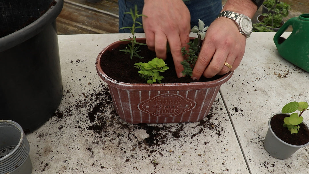 EP162 - How to plant a container with these special herbs