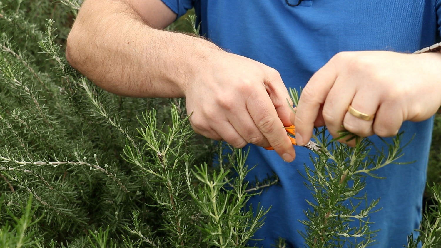 EP203 - How to take Rosemary plant cuttings