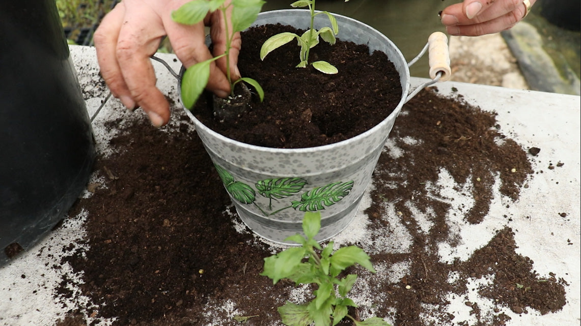 EP160 - How to plant and care for Basil plants