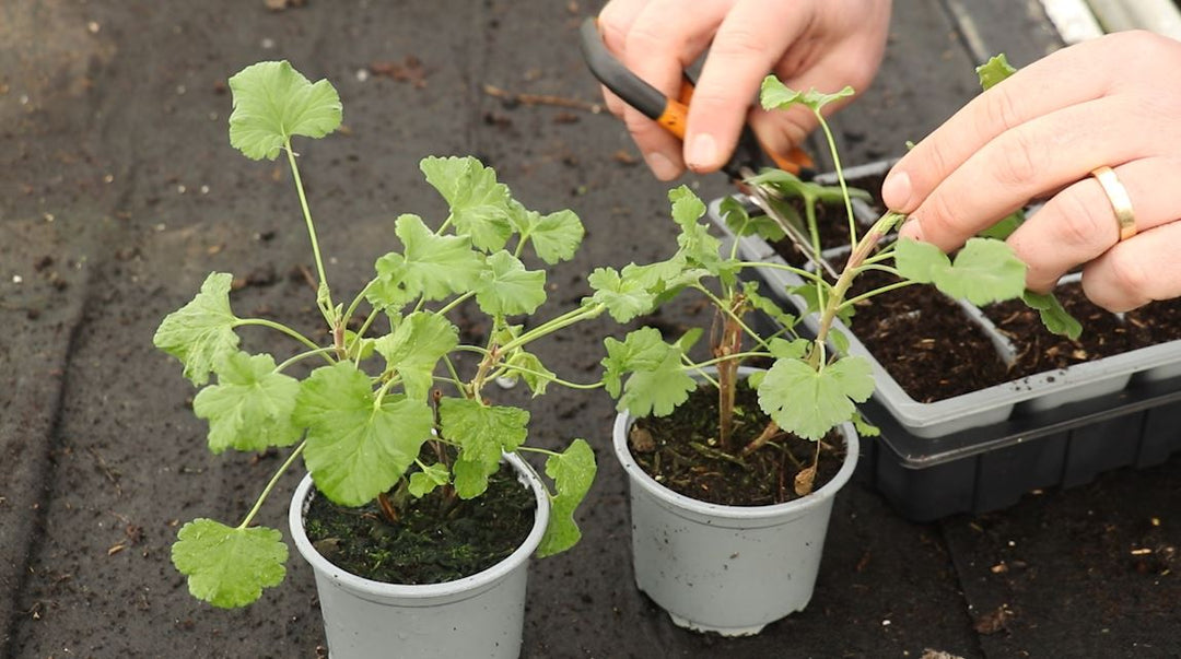 EP200 - How to grow Scented Geranium Cuttings