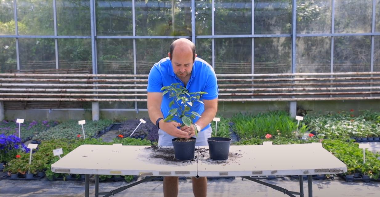 EP225 - How to top dress your Chilli Plants