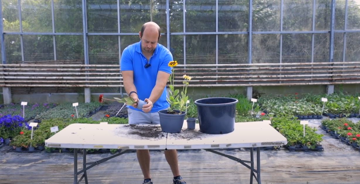 EP223  - How to pot up Rudbeckia plants