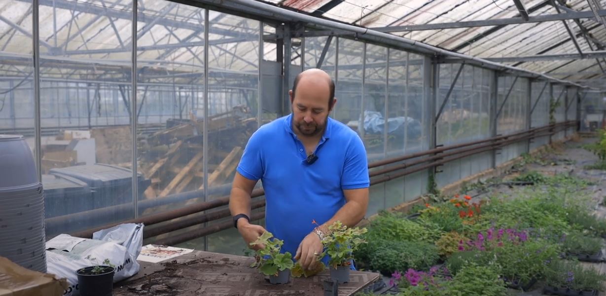 EP238  - How to take Geraniums through the Winter