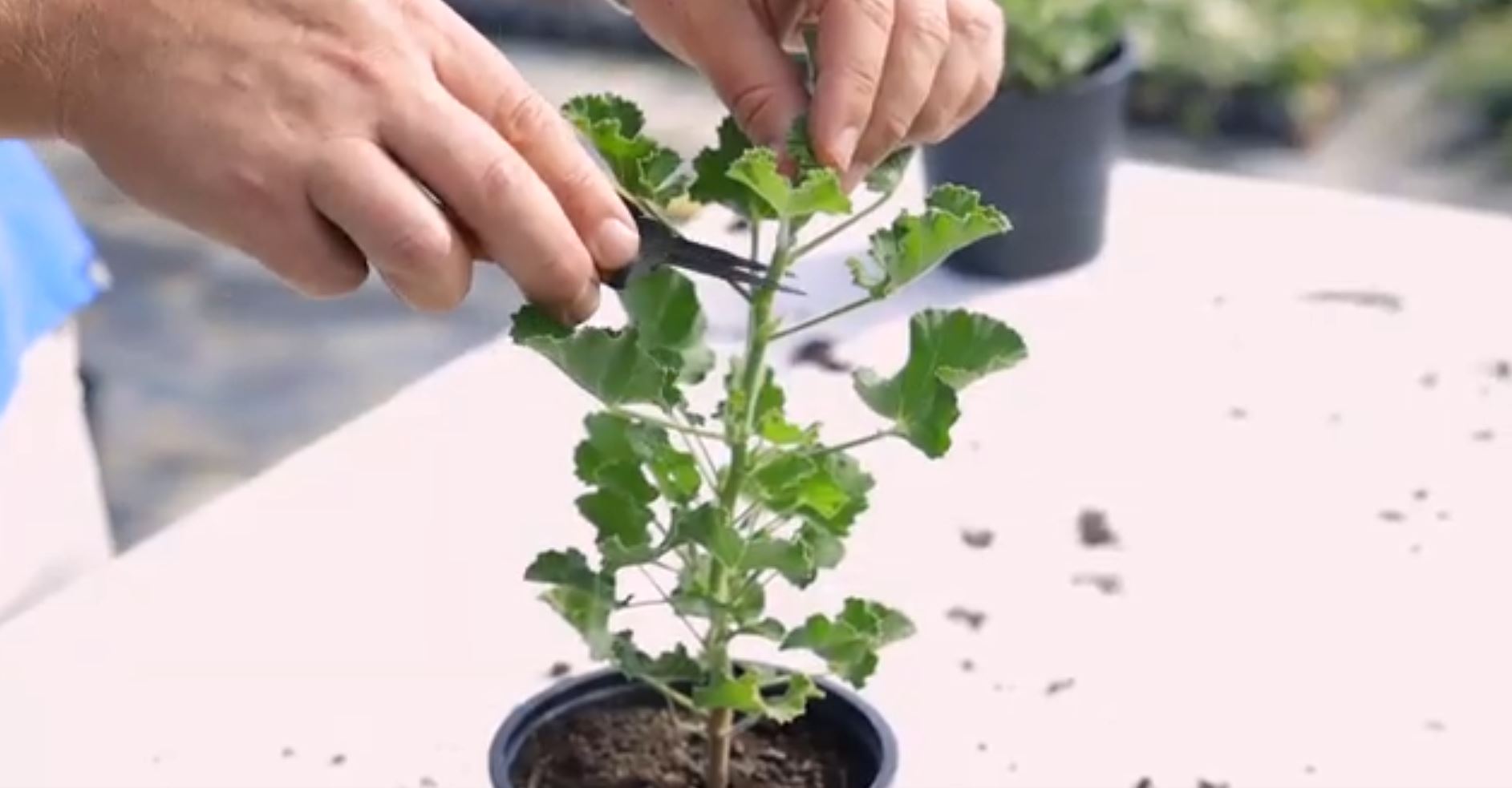 EP234 - How to take cuttings from a Scented Geranium