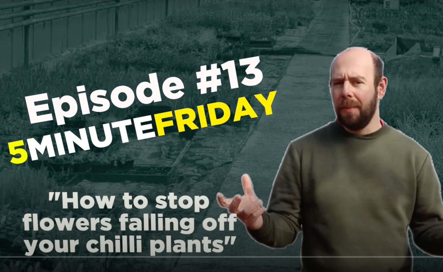 EP13 - Why are the flowers falling off your chilli plants? #5MINUTEFRIDAY