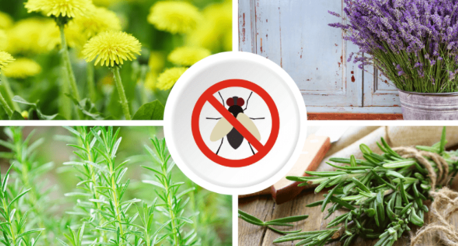 How to STOP Flies on your plants!