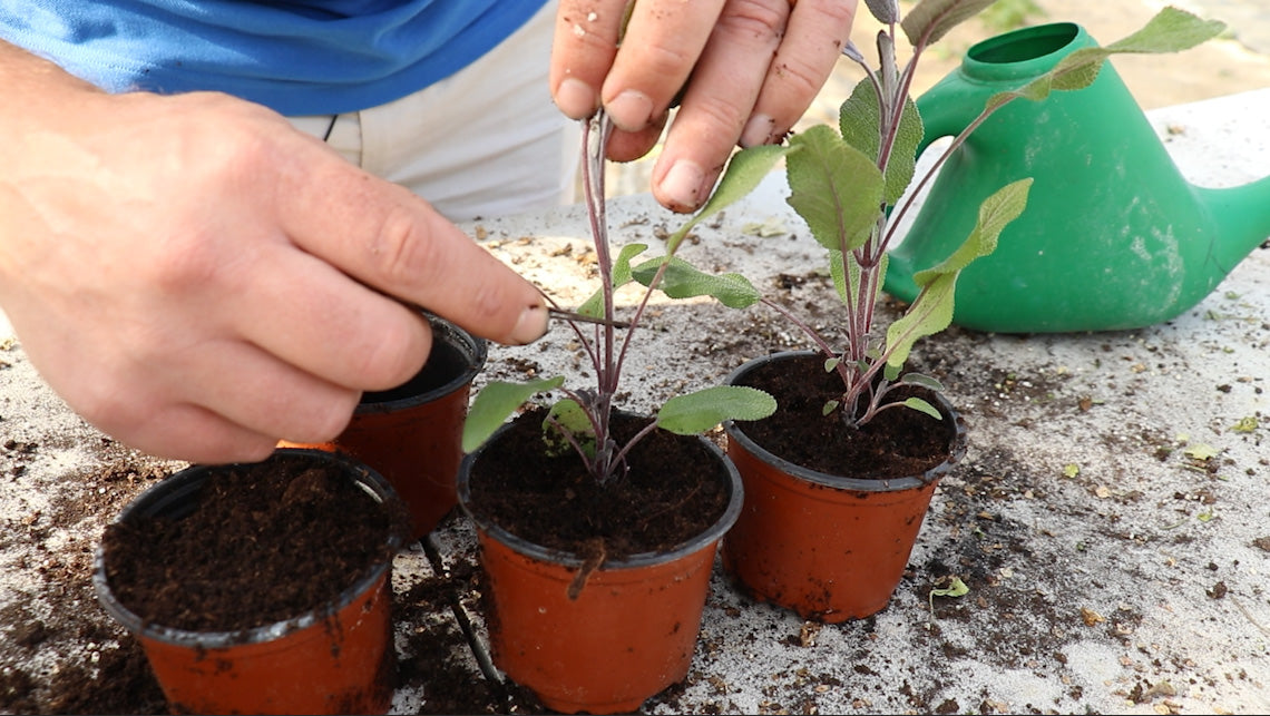 EP169 - How to plant and take sage cuttings