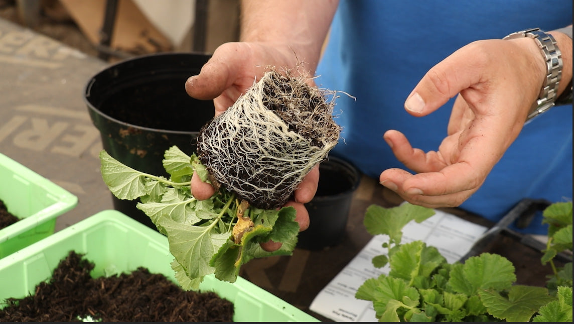 EP175 - How to plant Geum. Plus the start of our compost trial.