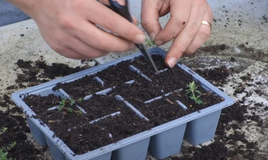 EP212 - How to multiply your established Thyme plants