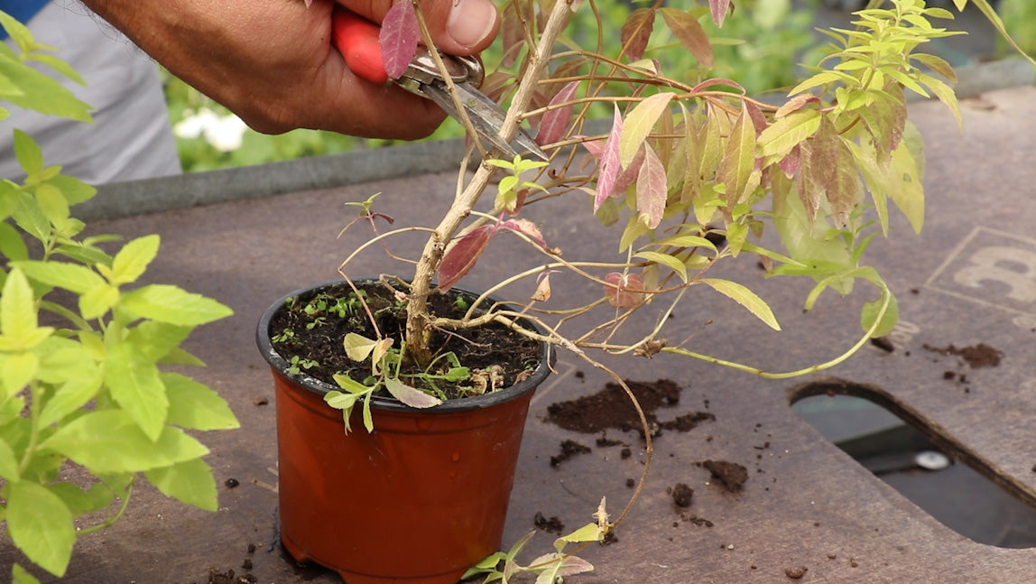 EP173 - How to cut back Lemon Verbena plants and make better plants