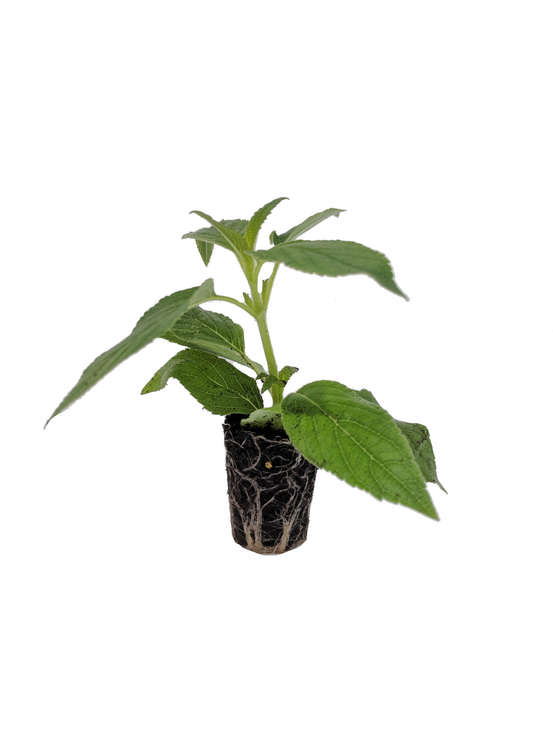 From Seedling to Established Plant