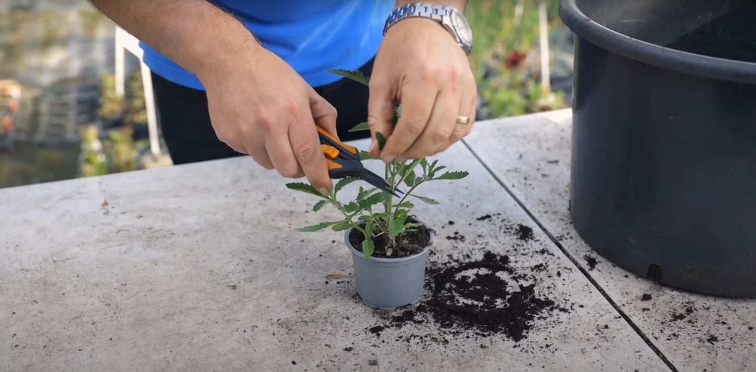 EP241 - How to take cuttings from a Verbena Bonariensis