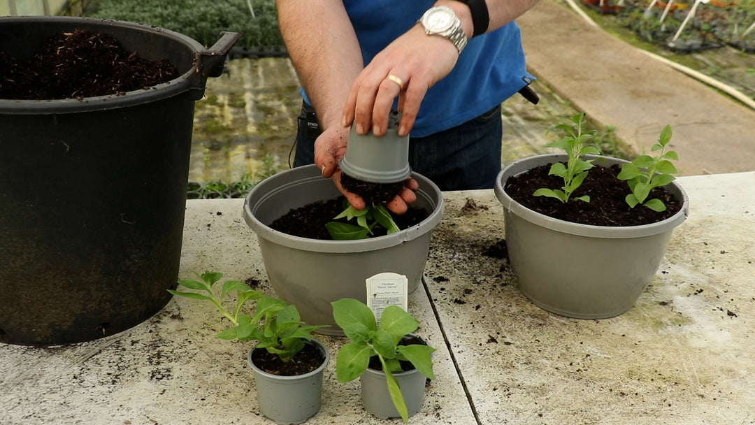 EP210 - How to plant a hanging basket from pots & plugs