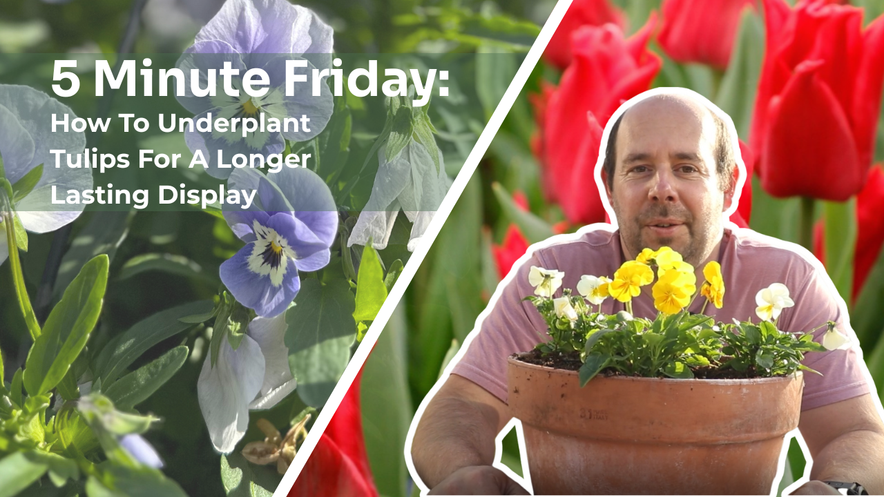 5 Minute Friday Blog: Planting Tulips Under Pansies For a Longer Lasting Display