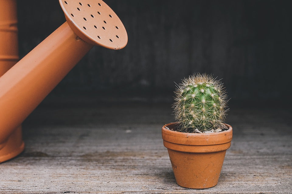 How to EFFECTIVELY Water your plants!