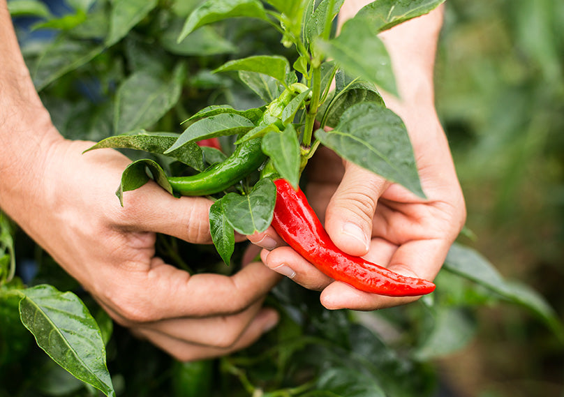 What To Do With Chilli Plants!