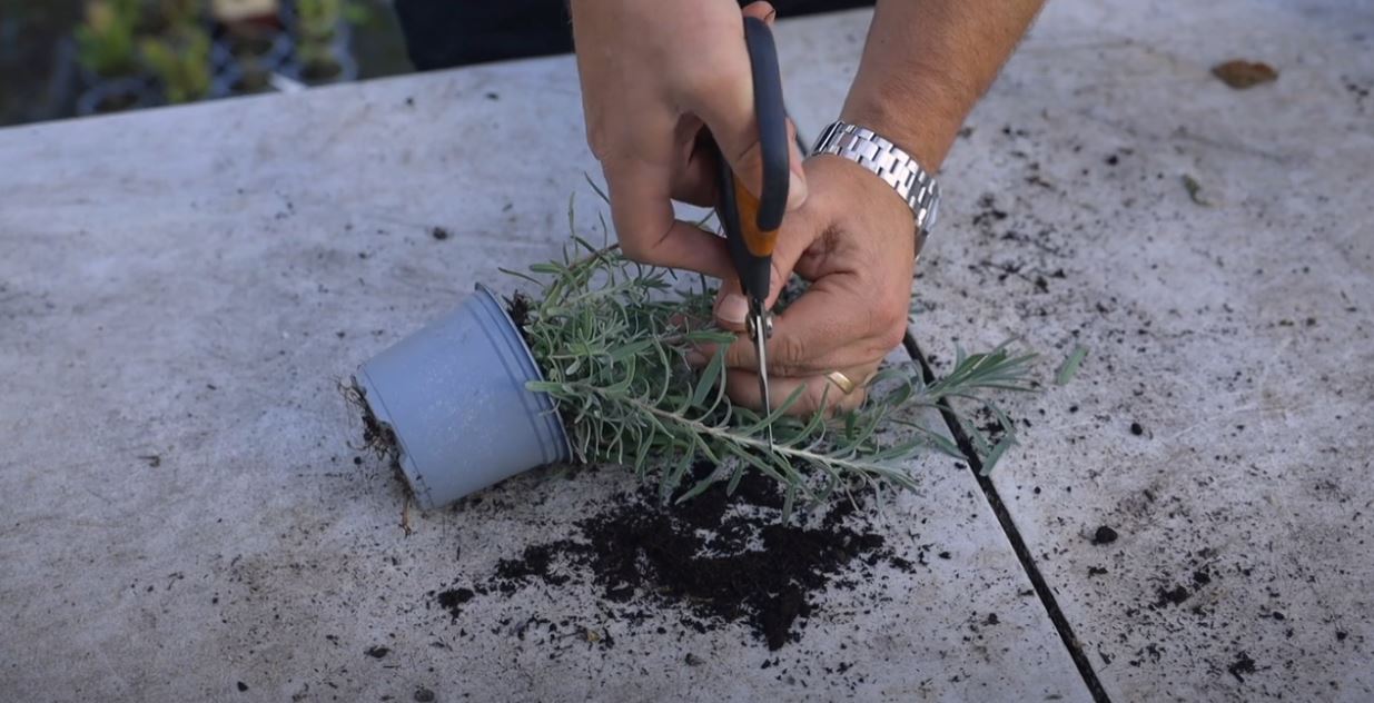 EP242 - How to prune lavender plants